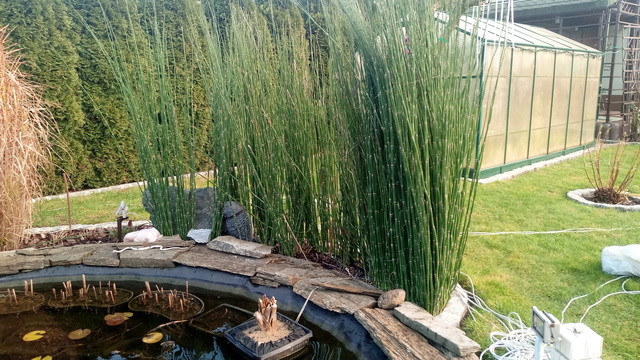 skrzyp Equisetum hyemale polski bambus